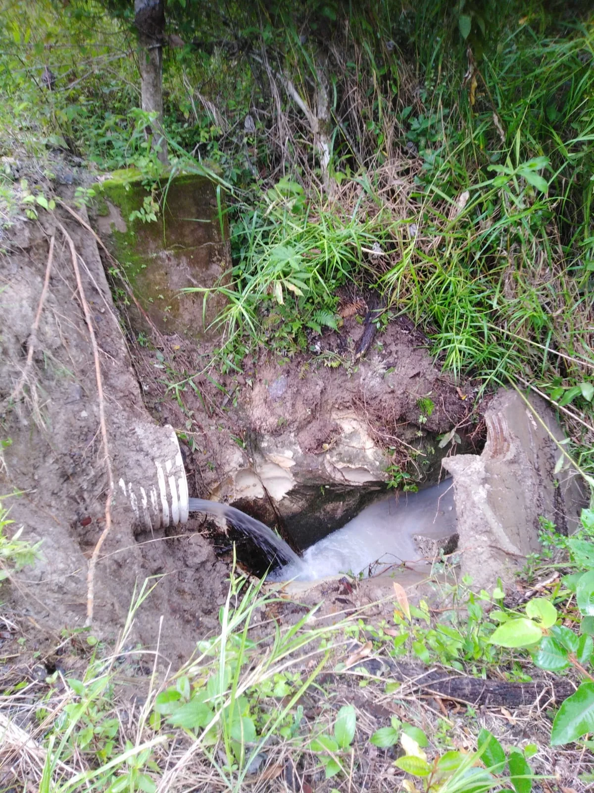 Terrenos en venta como inversión forestal