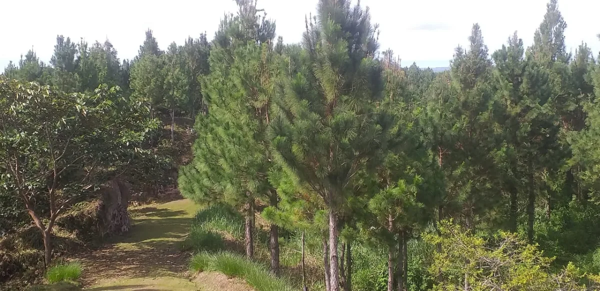Terrenos en venta como inversión forestal