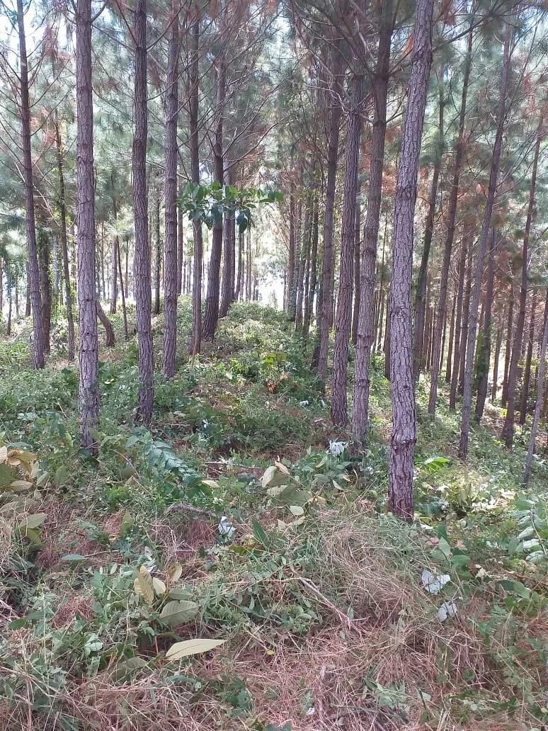 Terrenos en venta como inversión forestal