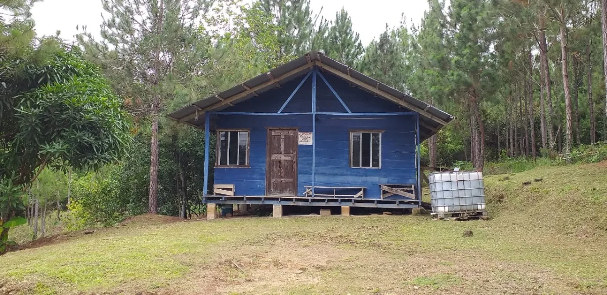 Terrenos en venta como inversión forestal