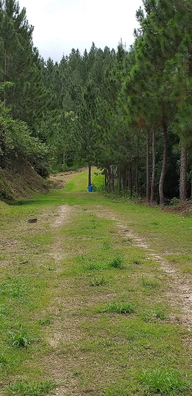 Terrenos en venta como inversión forestal