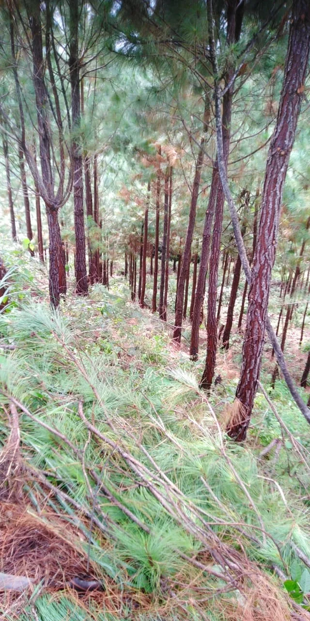 Terrenos en venta como inversión forestal