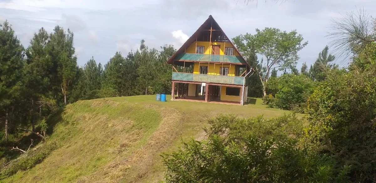 Terrenos en venta como inversión forestal