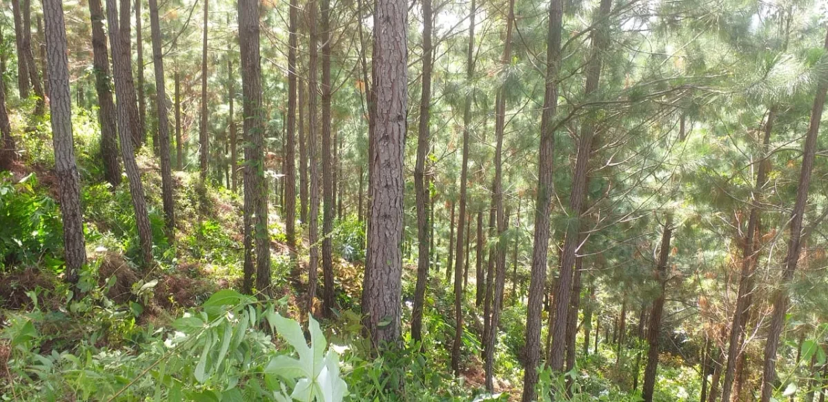Terrenos en venta como inversión forestal