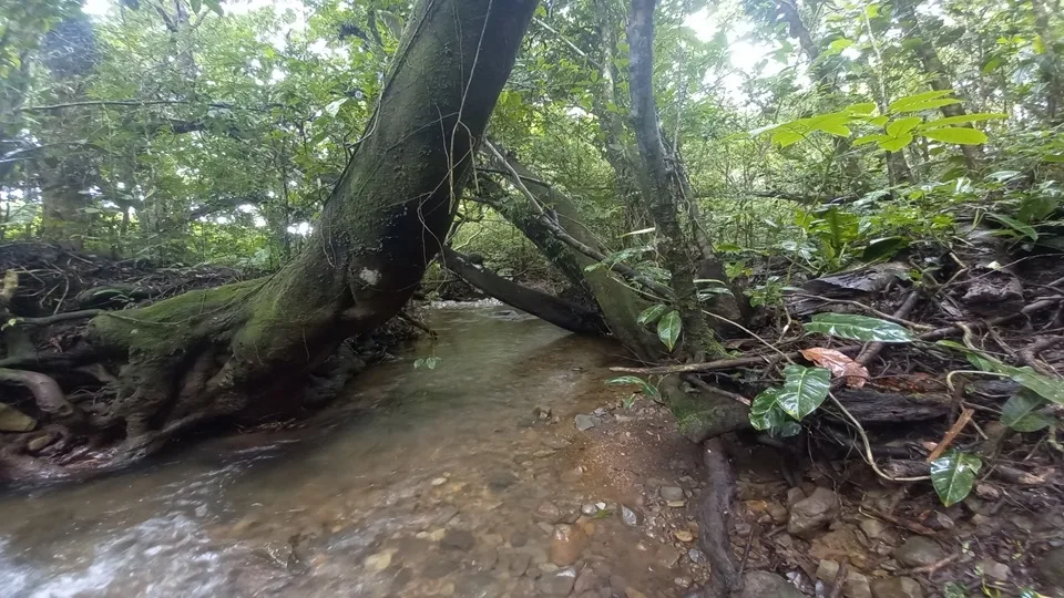 Chiriquí - Terrenos de inversión en Potrerillos