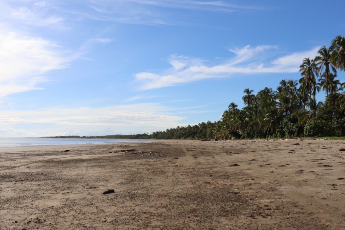 Land/Farm for Sale in Las Tablas