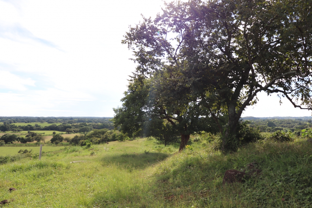 Land/Farm for Sale in Las Tablas