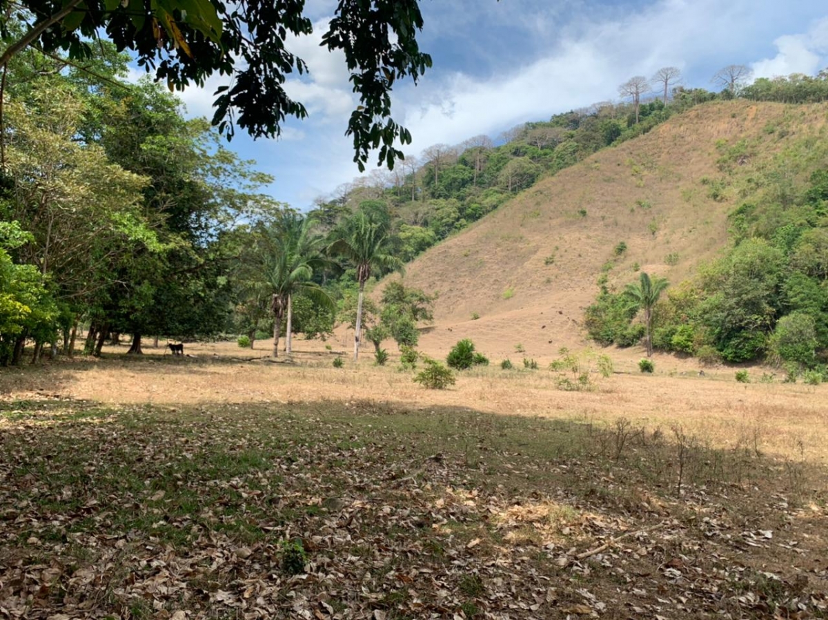 Beach Front 347 Hectares For Sale In Cerro Hoya near Cambutal, Panama