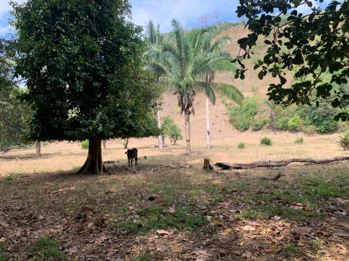 Beach Front 347 Hectares For Sale In Cerro Hoya near Cambutal, Panama