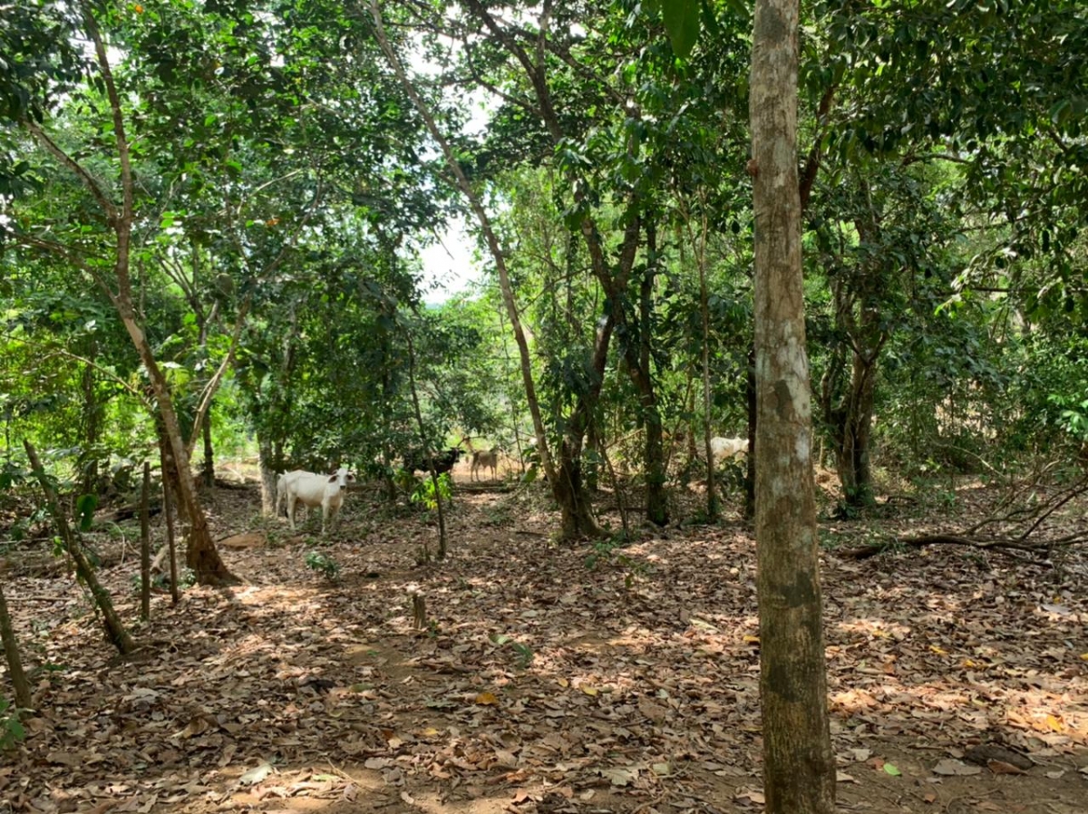 Beach Front 347 Hectares For Sale In Cerro Hoya near Cambutal, Panama