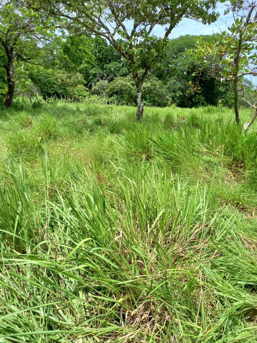 48 hectares titled farmland near Interamerican highway in San Juan, Chiriqui