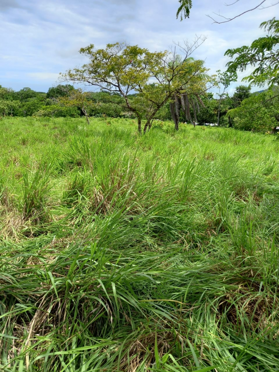 48 hectares titled farmland near Interamerican highway in San Juan, Chiriqui