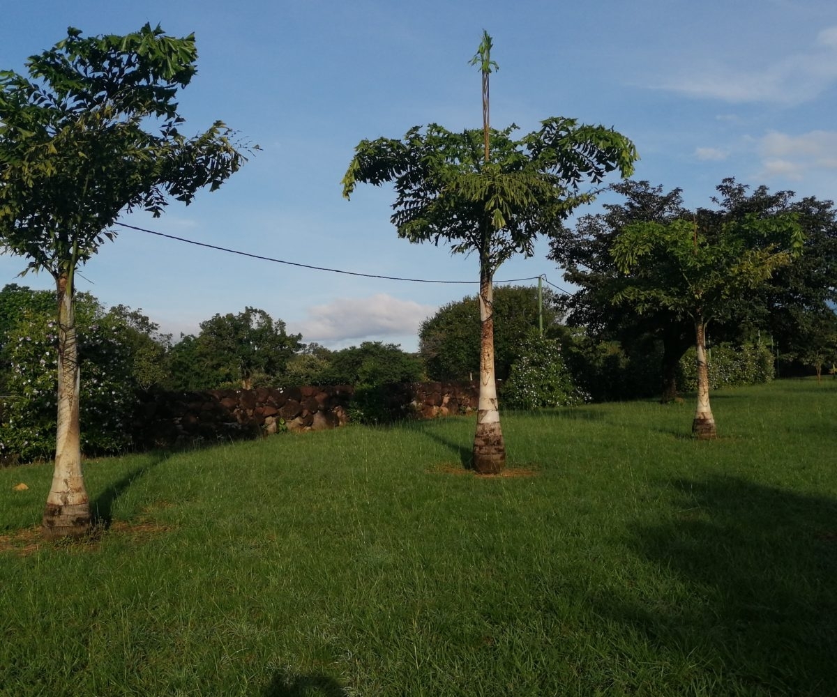 Large river house and cabin on 2 hectares near Dolega for rent