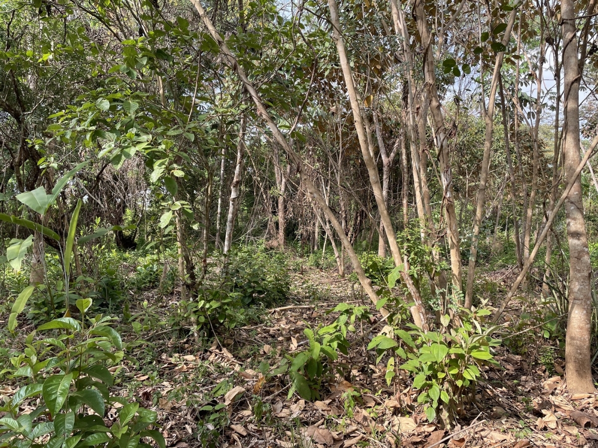 建筑很多 在 Las Lajas 出售