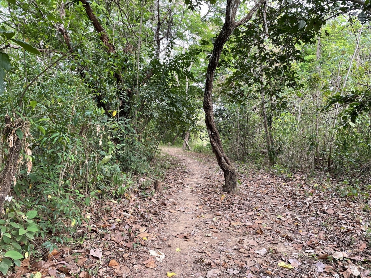 建筑很多 在 Las Lajas 出售