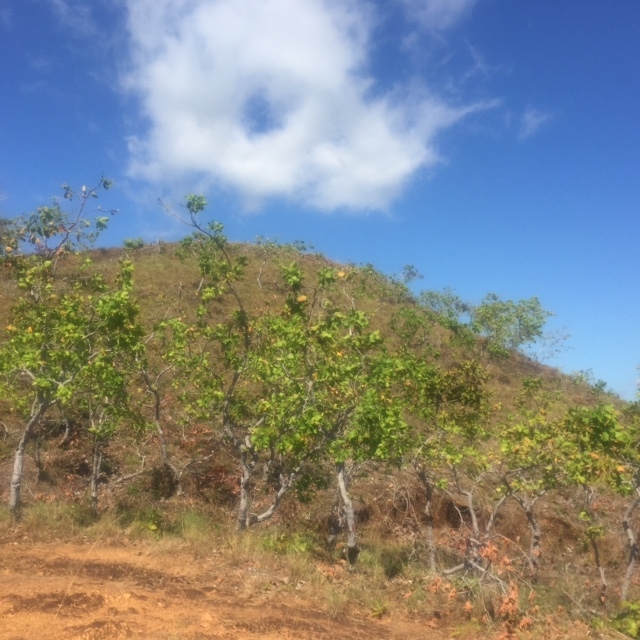 风景、看法、意见：2公顷的海洋观博卡奇卡