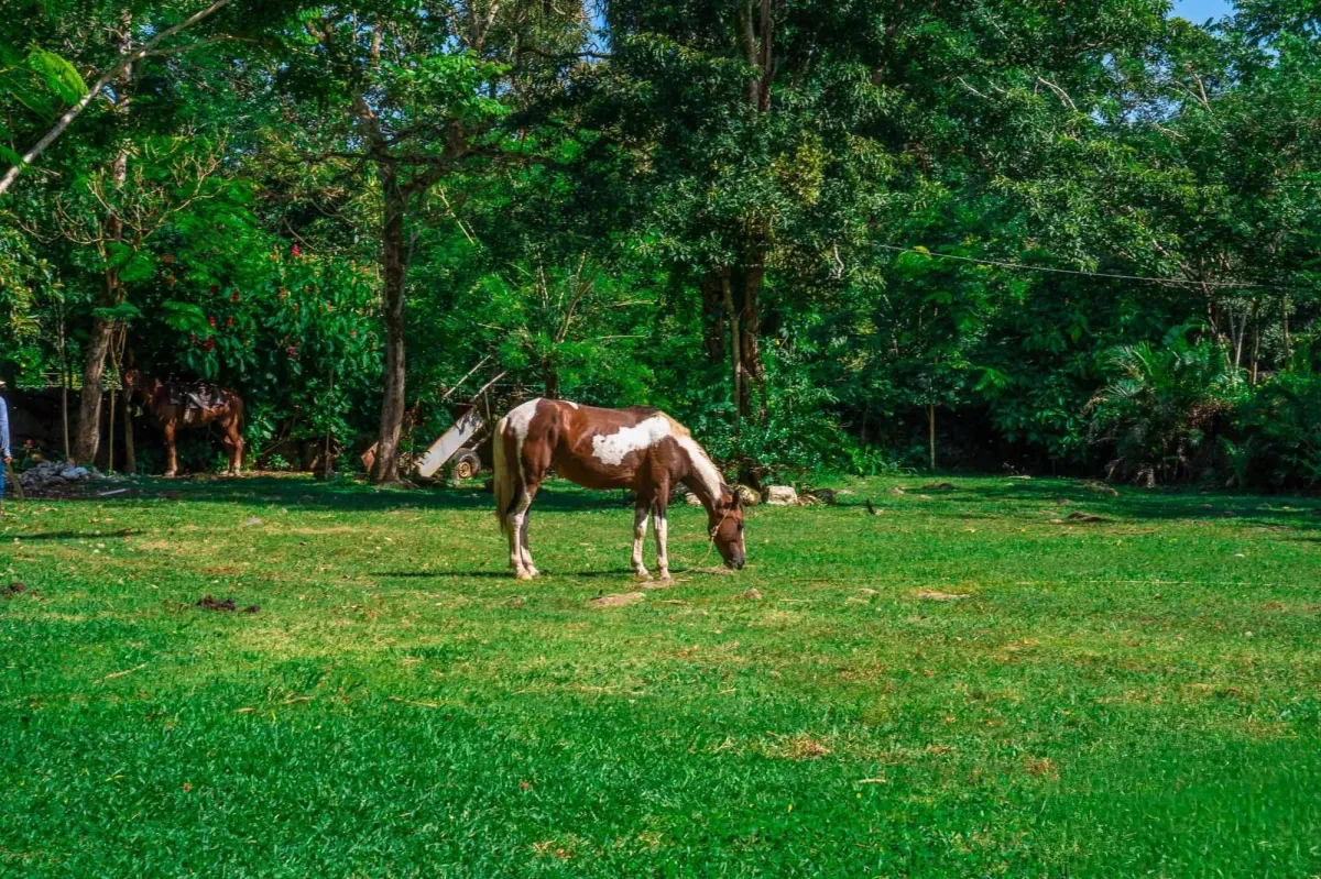 Propiedad diversa de 3 hectáreas en venta