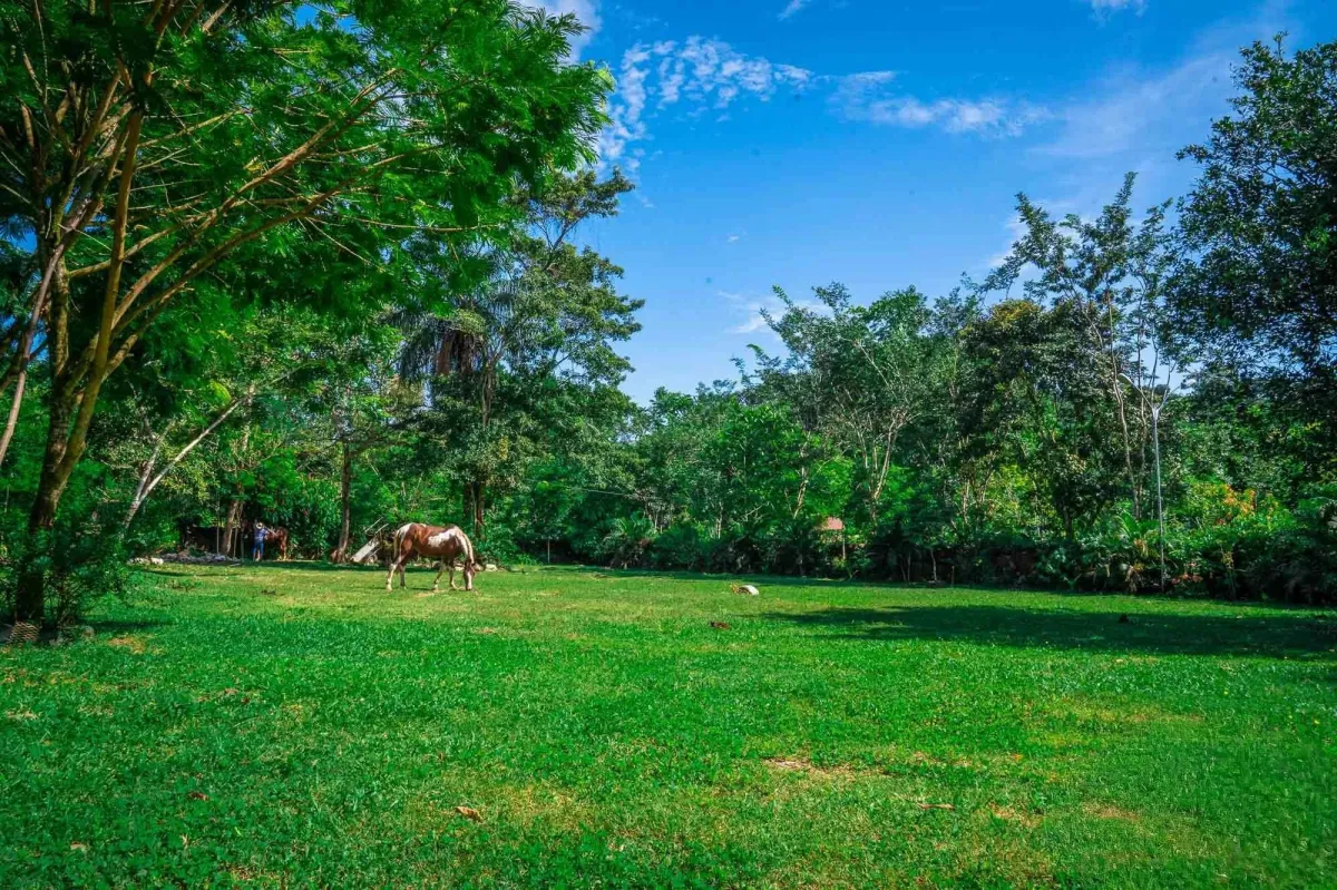 Propiedad diversa de 3 hectáreas en venta