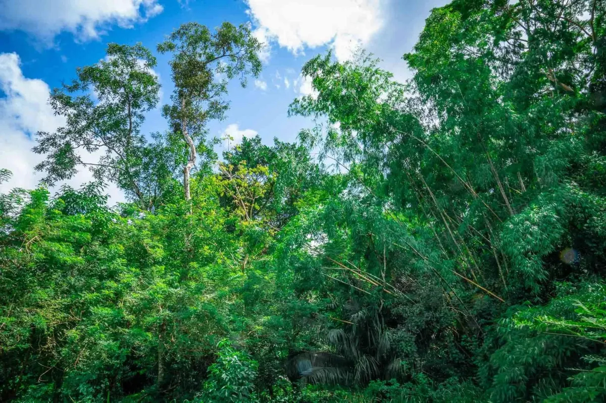 Propiedad diversa de 3 hectáreas en venta