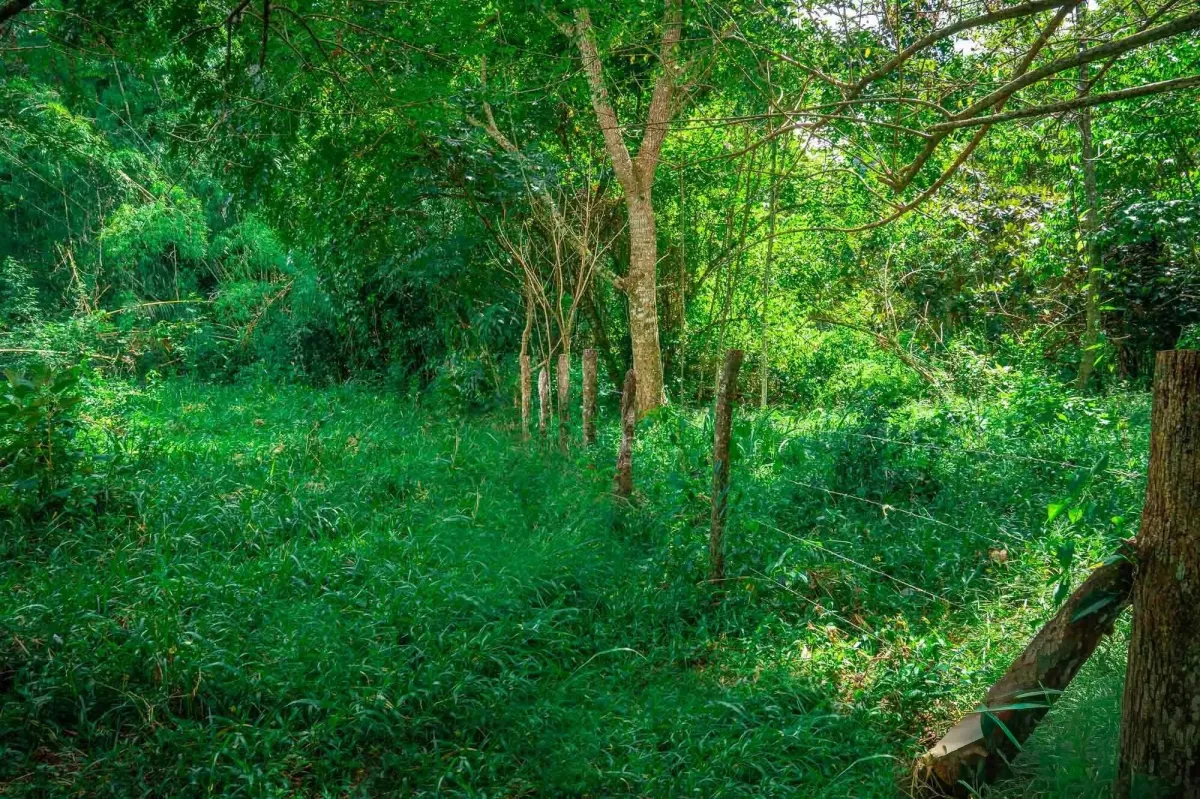 Propiedad diversa de 3 hectáreas en venta