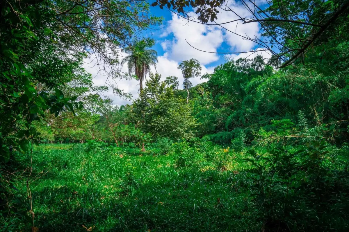 Propiedad diversa de 3 hectáreas en venta
