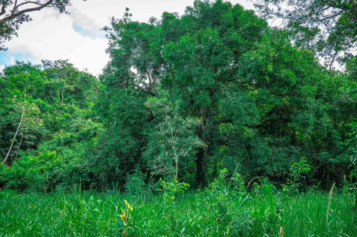 Propiedad diversa de 3 hectáreas en venta