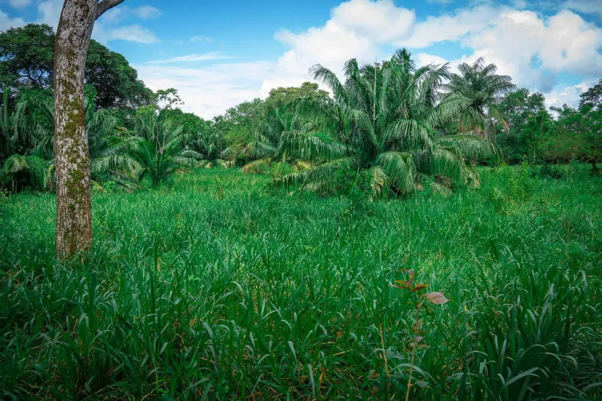 Propiedad diversa de 3 hectáreas en venta