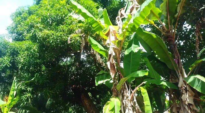 Charming Beachside Duplex Puerto Armuelles, Panama