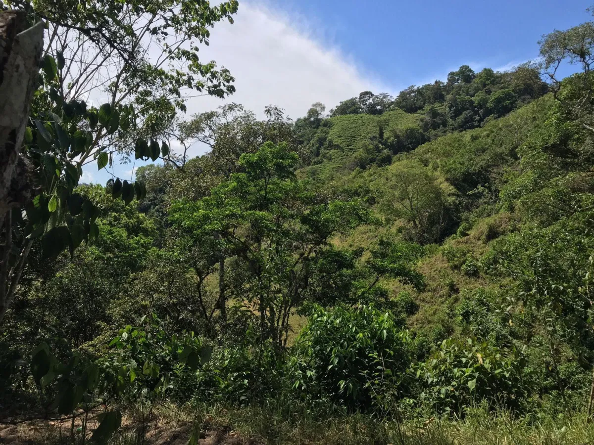 Expansive 146.652 Ha Property with Water Sources