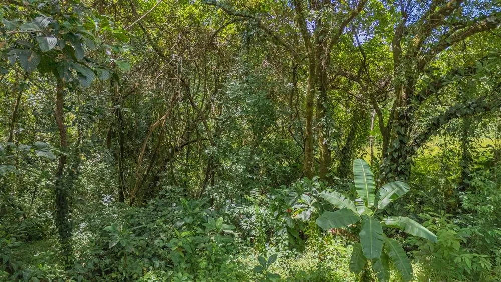 Brand-New Jungle Home for Sale in Torio