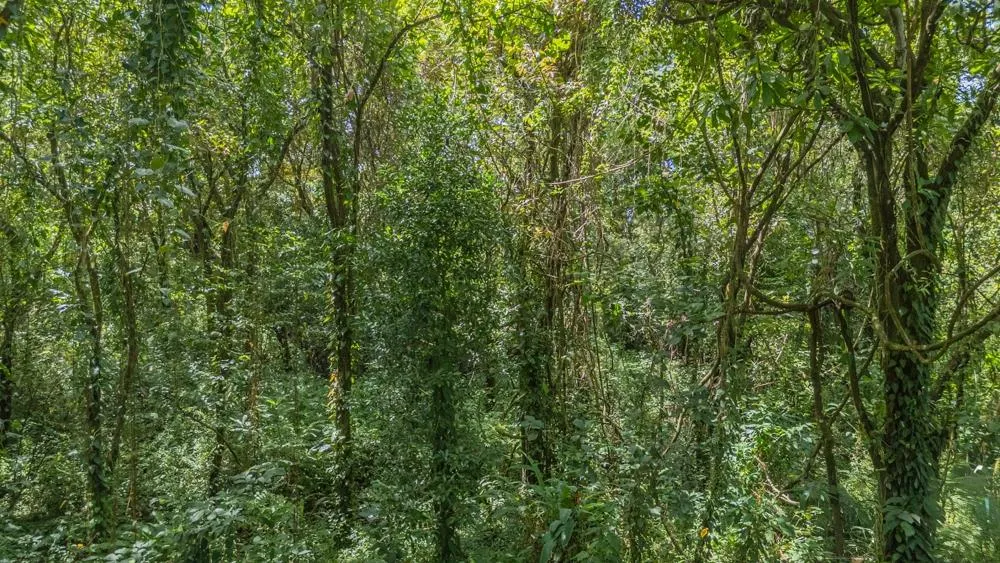 Brand-New Jungle Home for Sale in Torio
