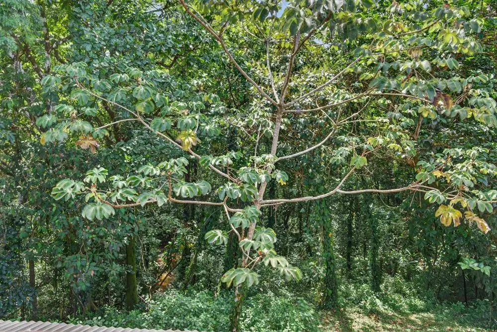 Brand-New Jungle Home for Sale in Torio