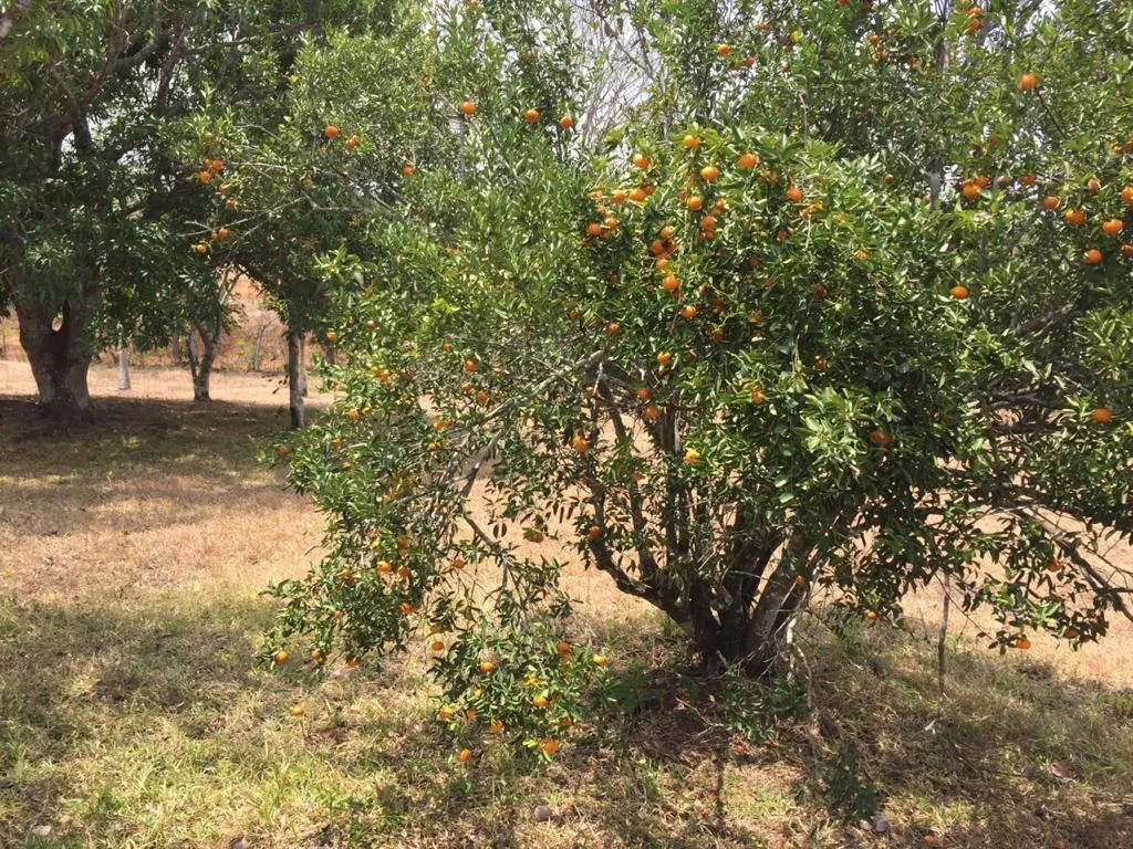 Venta de terreno en El Arado, La Chorrera