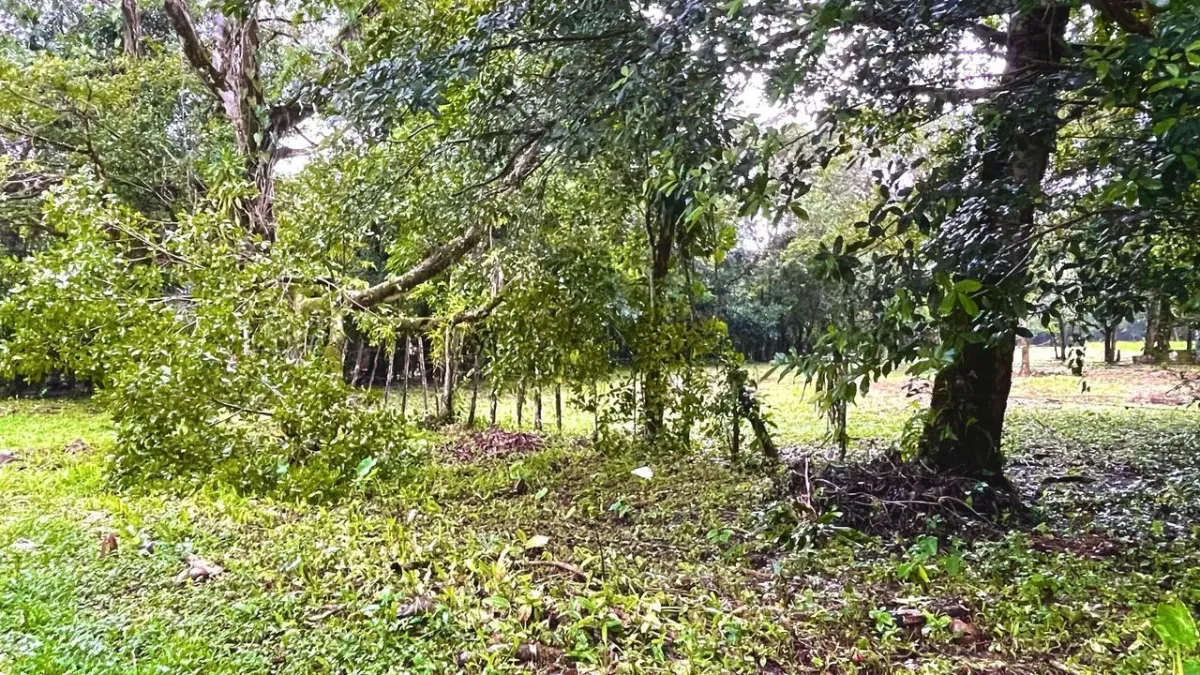 Property for Sale – Caldera, Boquete District