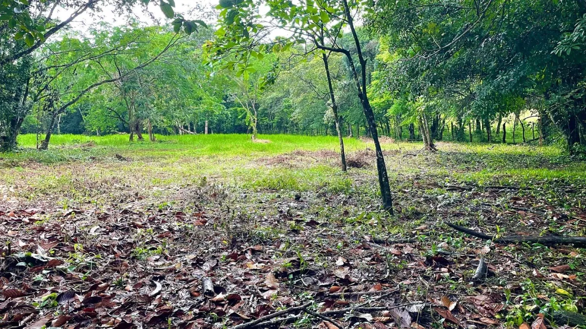 Property for Sale – Caldera, Boquete District