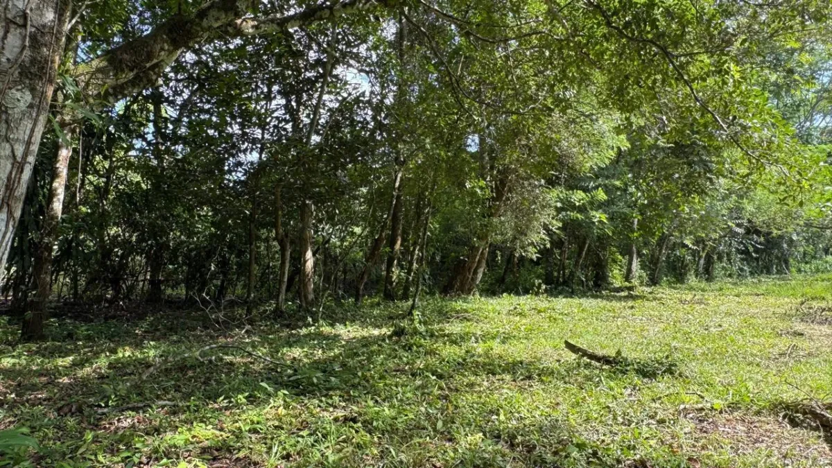 Property for Sale – Caldera, Boquete District