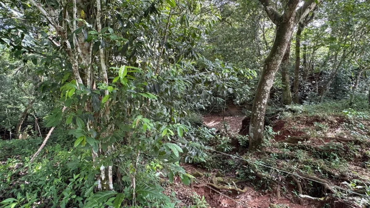 Property for Sale – Caldera, Boquete District