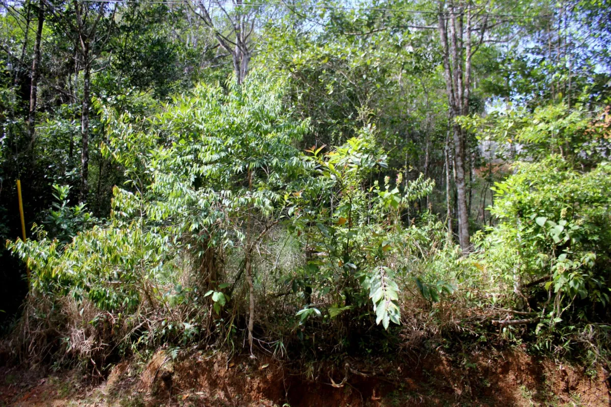 CERRO AZUL TERRENO EN VENTA