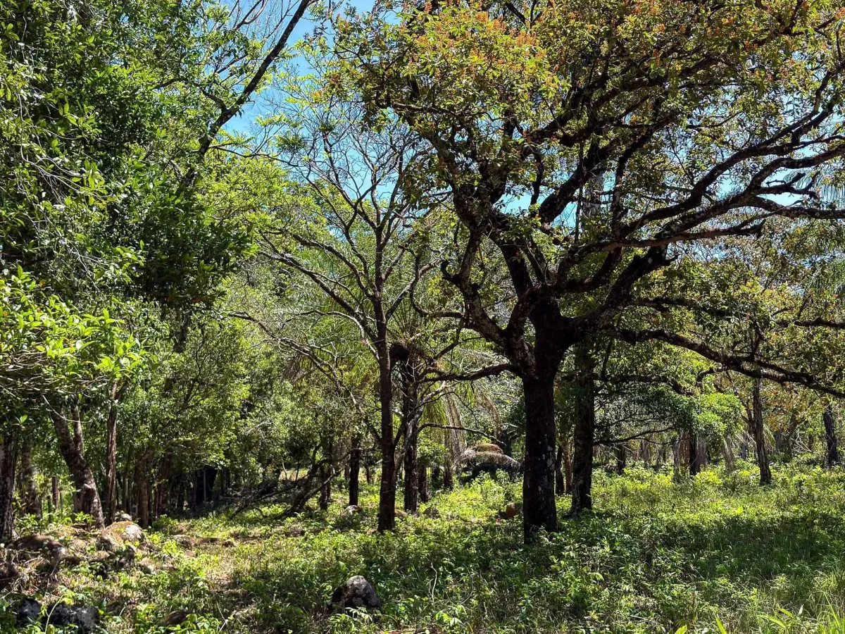 Terreno plano de 9.445 m² en calle pavimentada en venta en Caldera