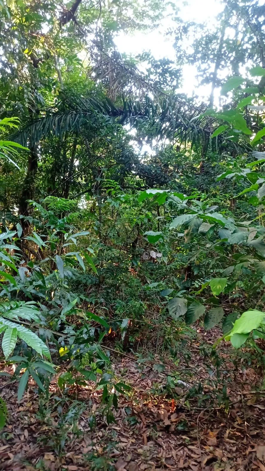 Villa Rosario Land Balloon