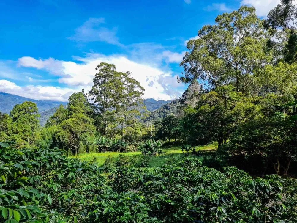 Lote Premium para Construcción de Viviendas en Las Terrazas –Boquete