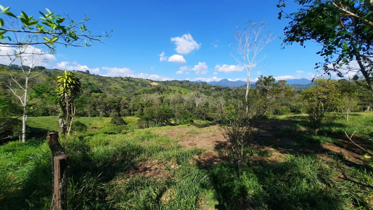 Finca Productiva de 20.55 Hectáreas con Agua Viva y Excelente Ubicación