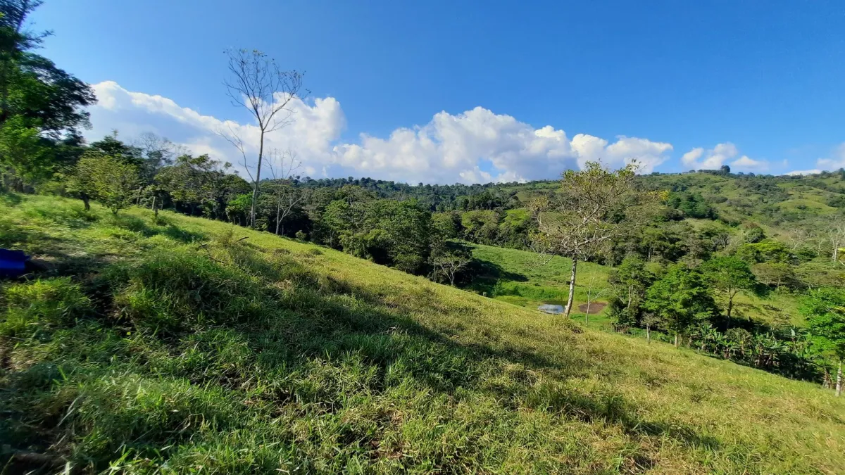 Finca Productiva de 20.55 Hectáreas con Agua Viva y Excelente Ubicación