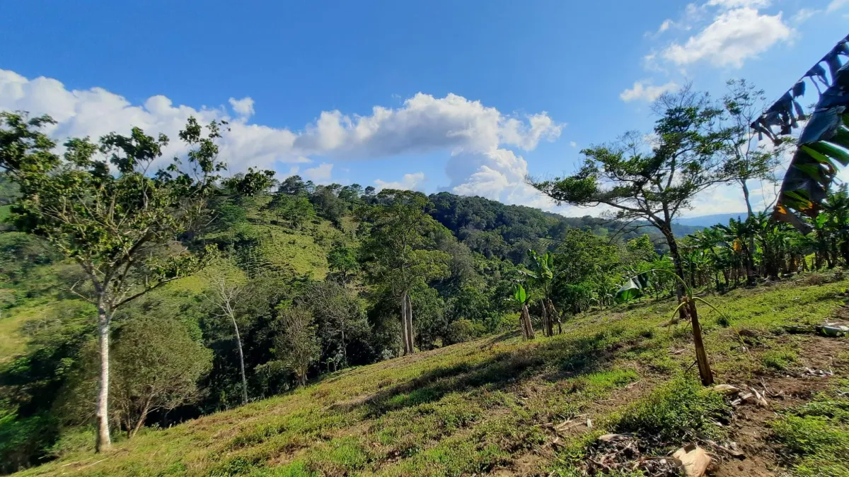 Finca Productiva de 20.55 Hectáreas con Agua Viva y Excelente Ubicación