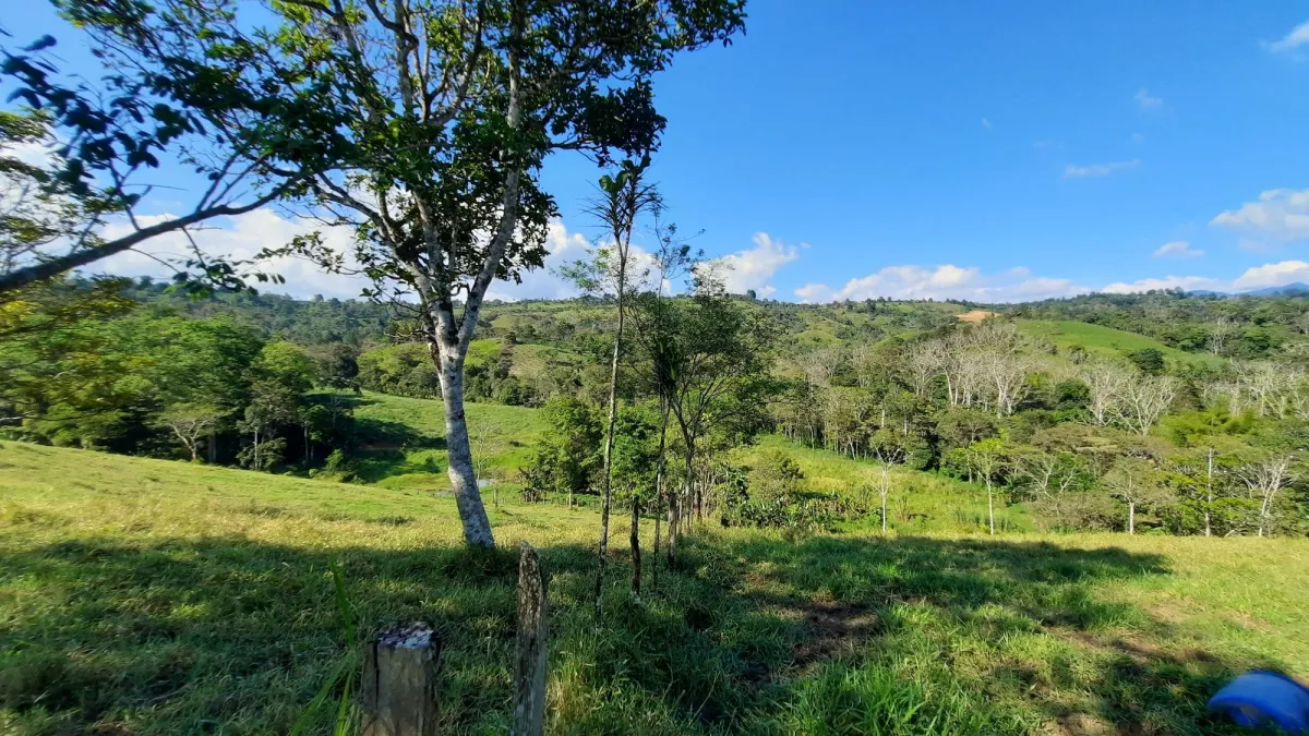 Finca Productiva de 20.55 Hectáreas con Agua Viva y Excelente Ubicación