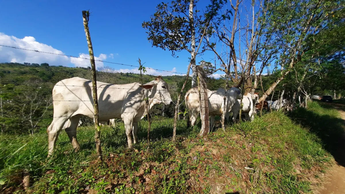 Finca Productiva de 20.55 Hectáreas con Agua Viva y Excelente Ubicación