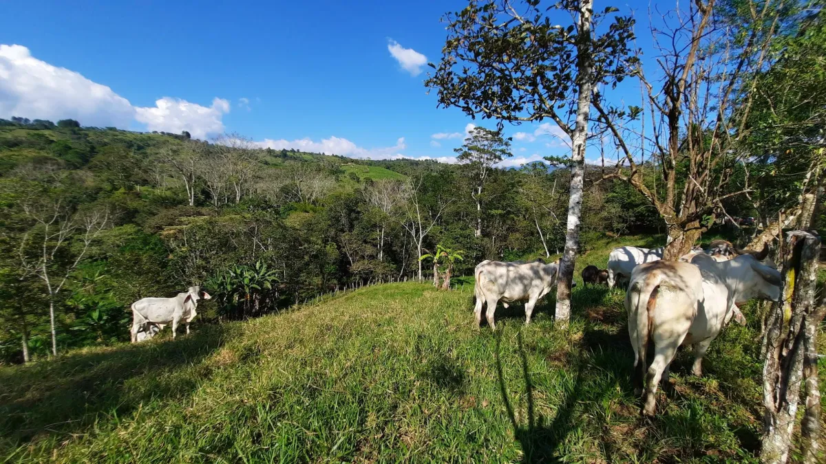 Finca Productiva de 20.55 Hectáreas con Agua Viva y Excelente Ubicación