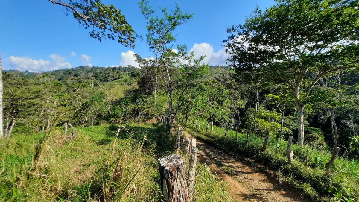 Finca Productiva de 20.55 Hectáreas con Agua Viva y Excelente Ubicación