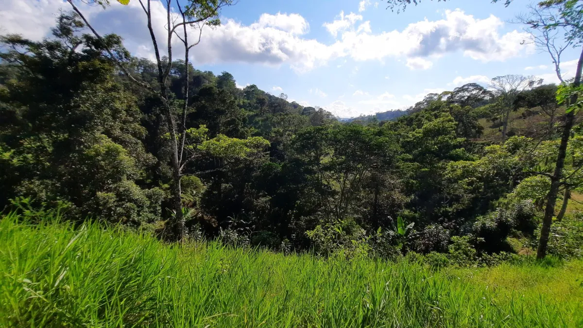 Finca Productiva de 20.55 Hectáreas con Agua Viva y Excelente Ubicación
