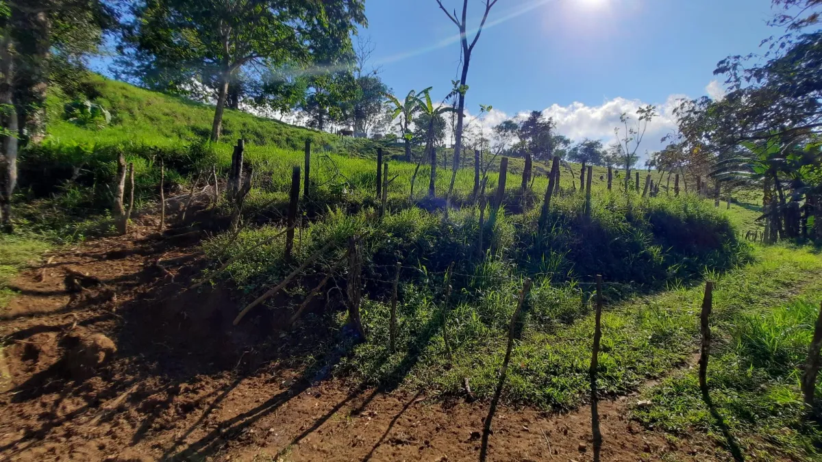 Finca Productiva de 20.55 Hectáreas con Agua Viva y Excelente Ubicación